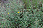 Pine barren frostweed